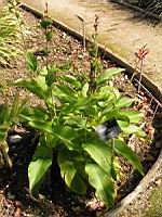 Canna Indica (fam Cannacees) (Am. tropicale) (1) (Photo F. Mrugala)